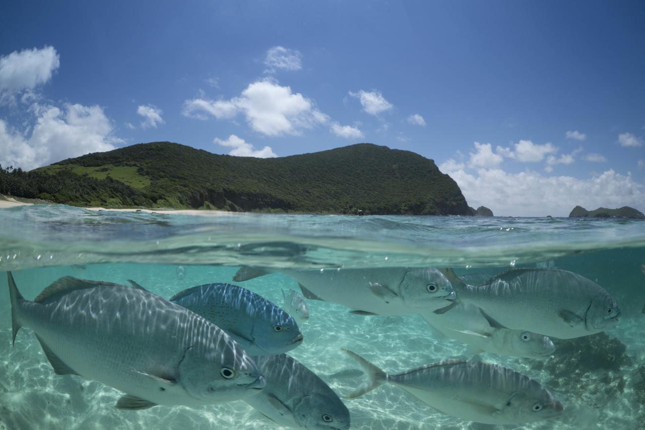 Arajilla Retreat Villa Lord Howe Island Bagian luar foto